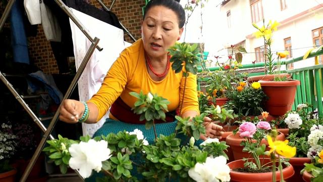 how to care plants || gardening || indoor and outdoor plants || Mom || Tibetan vlogger ||