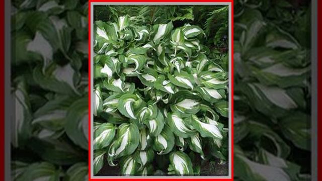 Hosta ogrodowa Undulata Univittata 5104