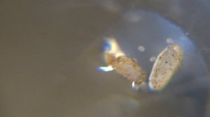 личинки неретин