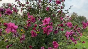 Magenta Chiffon hardy hibiscus , rose of Sharon blooming on 21st August