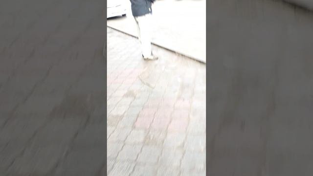 работа почтальоном разношу почту по домам работаю делаю деньги