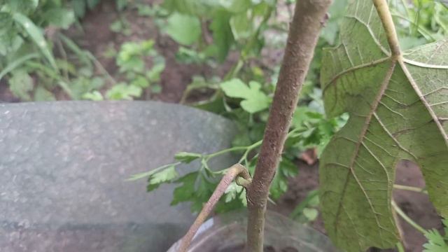 Инжир, укоринение инжира, черенки инжира смотреть онлайн