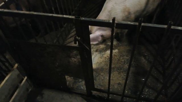 Свинарник своими руками смотреть онлайн