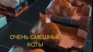 ОЧЕНЬ СМЕШНЫЕ КОТЫ | КОТЯРА
