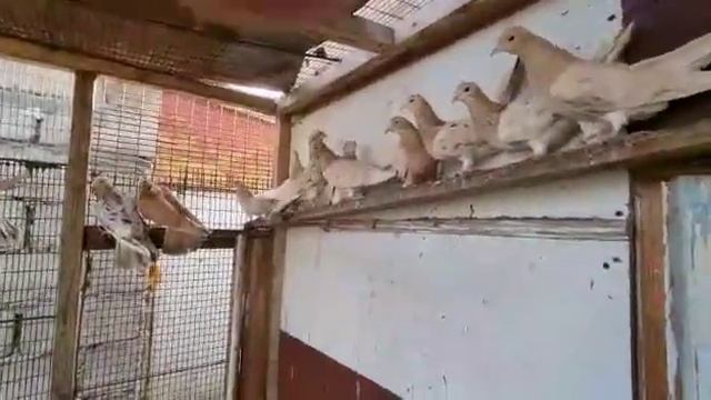 голуби , самки,,желтый мрамор,,, мои линии голубей  в Кабардино-Балкарии..