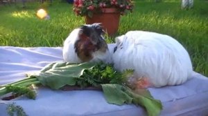 Какую ботву можно давать морским свинкам?