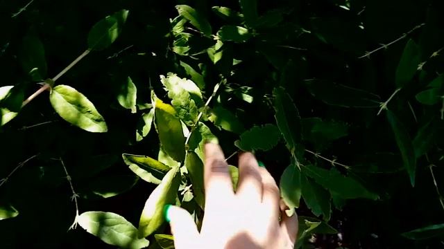 Дачный сезон. Гусеница вредитель. Ужалила оса смотреть онлайн