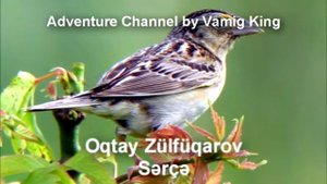 Uşaq mahnısı - Sərçə (Oqtay Zülfüqarov)