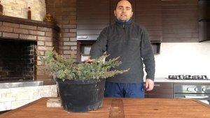 Можжевельник прибрежный Шлягер