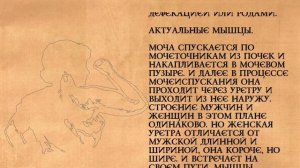 Упражнения при НЕДЕРЖАНИИ МОЧИ! Упражнения по Кегелю.