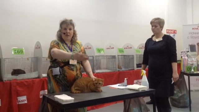 Wonder-Plush Carol - монопородный ринг 12.04.2015 смотреть онлайн