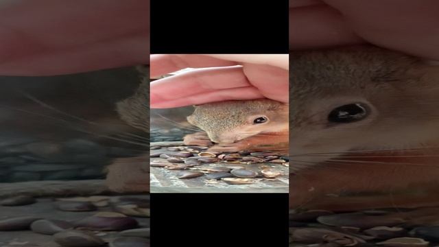 Бельчонок дал себя погладить