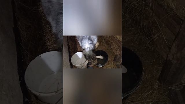 ?последнее видео о Ляле.? ..03.2020-13.01.2023 смотреть онлайн