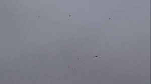 откуда почтовые голуби знают куда лететь