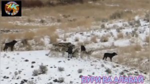 Бури ва Алабай. Дахшат карамакаршилик #бури_алабай #дахшат #йирткичлар