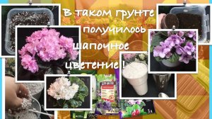 Грунт для фиалок. Грунт для фитильного полива. Для начинающих. Первый шаг к шапочному цветению.