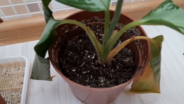Аглаонема Засуха и перелив. Эксперимент для новичков.Уход в домашних условиях.Полив. смотреть онлайн