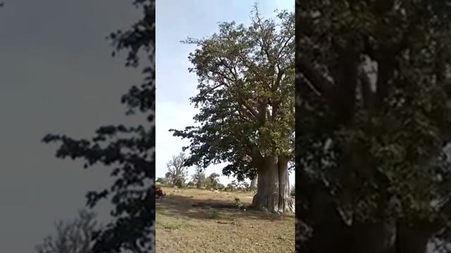 Baobab tree in Senegal / Adansonia Digitata