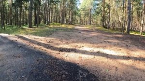 БЮДЖЕТКИ... Багги на радиоуправлении Eachine EC30b с БК мотором.