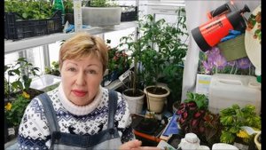 ХЛОРЕЛЛА- удобрения для растений делаем сами.  ЛУКОВЫЙ и КРАПИВНЫЕ настои