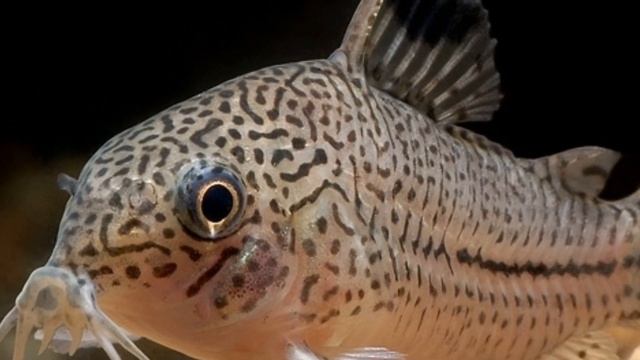 СОМИКИ КОРИДОРАСЫ. СОДЕРЖАНИЕ В АКВАРИУМЕ И РАЗВЕДЕНИЕ смотреть онлайн