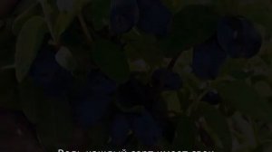 Как обрезать жимолость весной