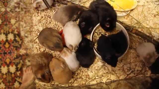 Цветные, ручные сирийские хомяки смотреть онлайн