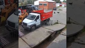 В подмосковной Лобне водитель переехал пожилую собачку и даже не остановился, просто уехал