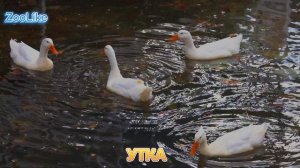 КАК ГОВОРИТ УТКА / ЗВУКИ СЕЛЕЗНЯ ?
#утка #селезень #звуки_утки #домашние_животные