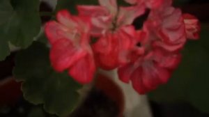 Пеларгония сорт Princess Sandra