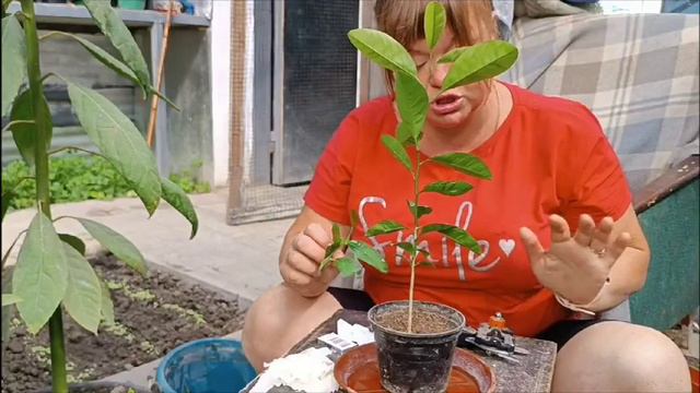 Лаймкват прививаємо  восени смотреть онлайн