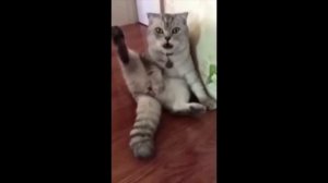 Кот офигел от того, что не нашел свои "бубенцы" в положенном месте