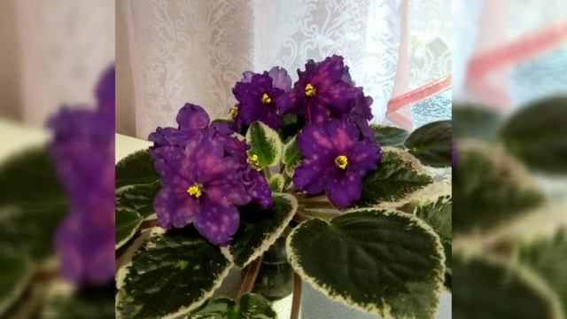 Красивые сорта фиалок!!! ЛЕ- Южная Ночь. Фотообзор. смотреть онлайн