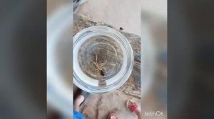 Паук астраханская Фаланга(сальпуга) жрёт песчаного жука!