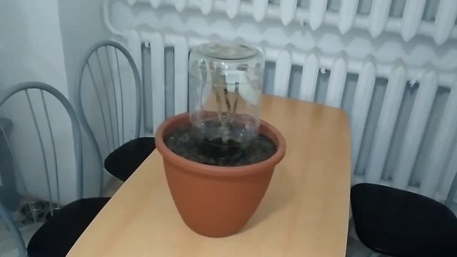 #Черенкование драцены#Первый опыт# смотреть онлайн