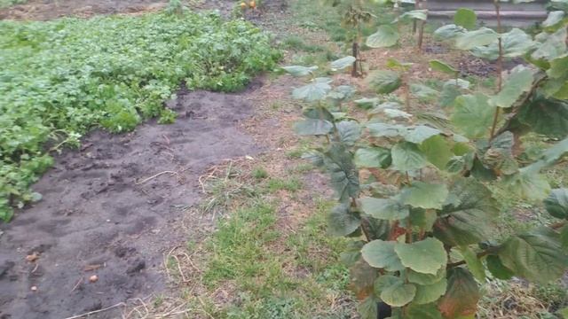 Влагозарядный полив Когда и зачем делать? Нужен ли вам влагозарядный полив? смотреть онлайн