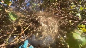 Азиатский шершнеь в ежевике. Мощная атака. Охотник на шершня (сезон 2022)