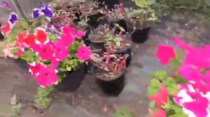 Petunia & Fuchsia Flowers