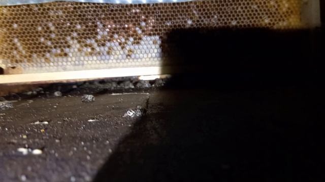 Зимовка пчел в пчелопавильоне смотреть онлайн