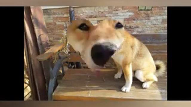 Моя знакомая собака сиба-ину Юся смотреть онлайн