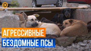 Количество бездомных собак в Казани сокращается, но кусают горожан они с такой же регулярностью.