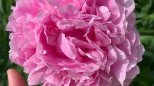 Peony"Pink Parfait"(C. Klehm, USA,1975) channel YouTube : ПІВОНІЇ - ВСЕ ПРО НИХ