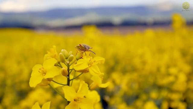 Нежный и крепкий СОН, глубокий релакс и успокоение нервной системы смотреть онлайн