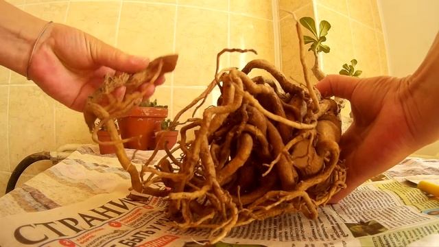 Адениум, сухая гниль? смотреть онлайн