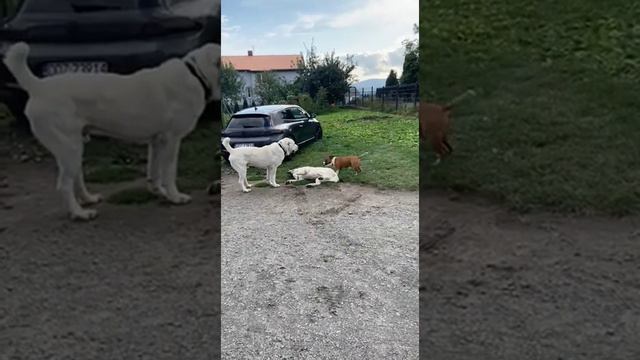 ПОЗДРАВЛЯЮ помет Л с днем рождения 5 лет !! выпускник ТИМЕРТАШ ЛЬВИНОЕ СЕРДЦЕ (Польша) алабай alaba смотреть онлайн