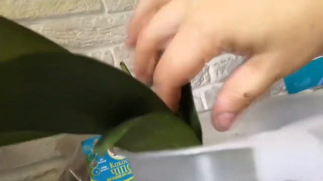 Отделение и посадка детки орхидеи phalaenopsis "Akatsuka Jewel"("Драгоценность Акацуки")🤗🧡 смотреть онлайн