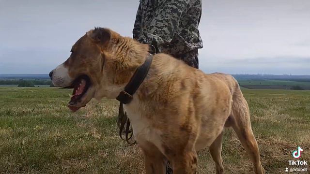 ЗУР БАШИ питомник Среднеазиатских овчарок (АЛАБАЙ ЩЕНКИ АЛАБАЯ)🐾 смотреть онлайн