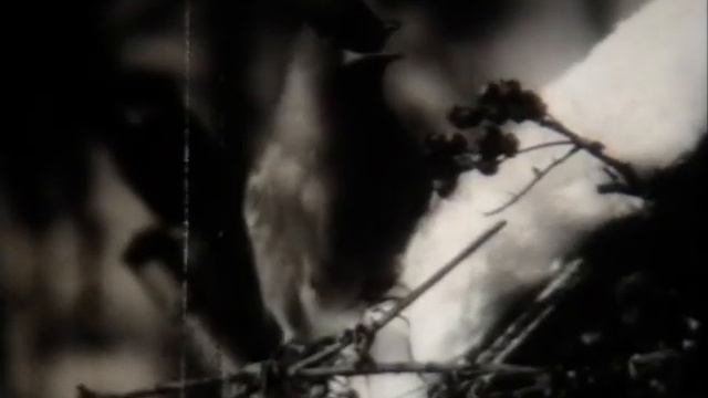 Начальные классы. Флора и фауна Земли