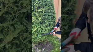 Стрижка туй Смарагт|Стрижка туи Смарагт|Стрижка туи весной