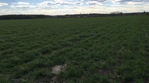 семенник фестулолиума ООО Изумруд